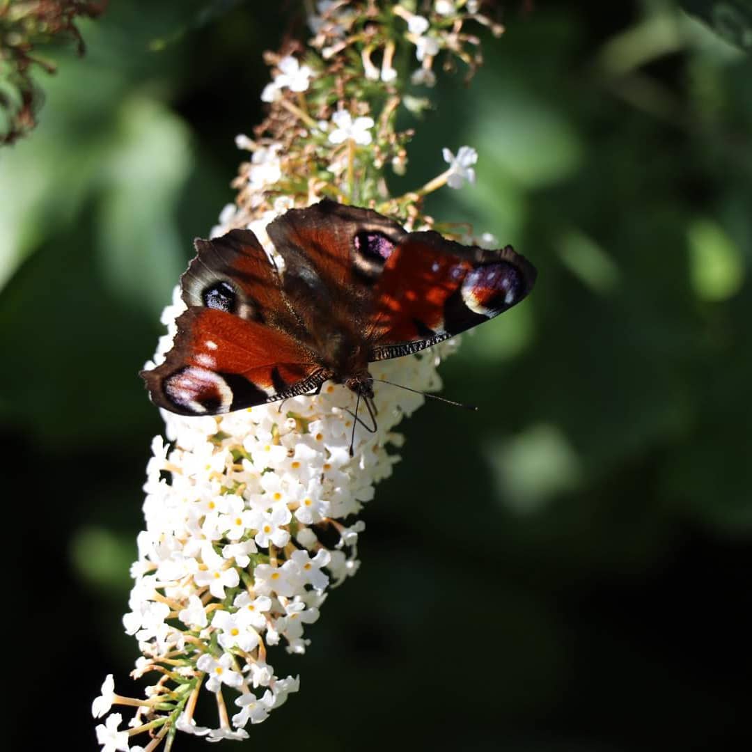 inbound81915684841682197