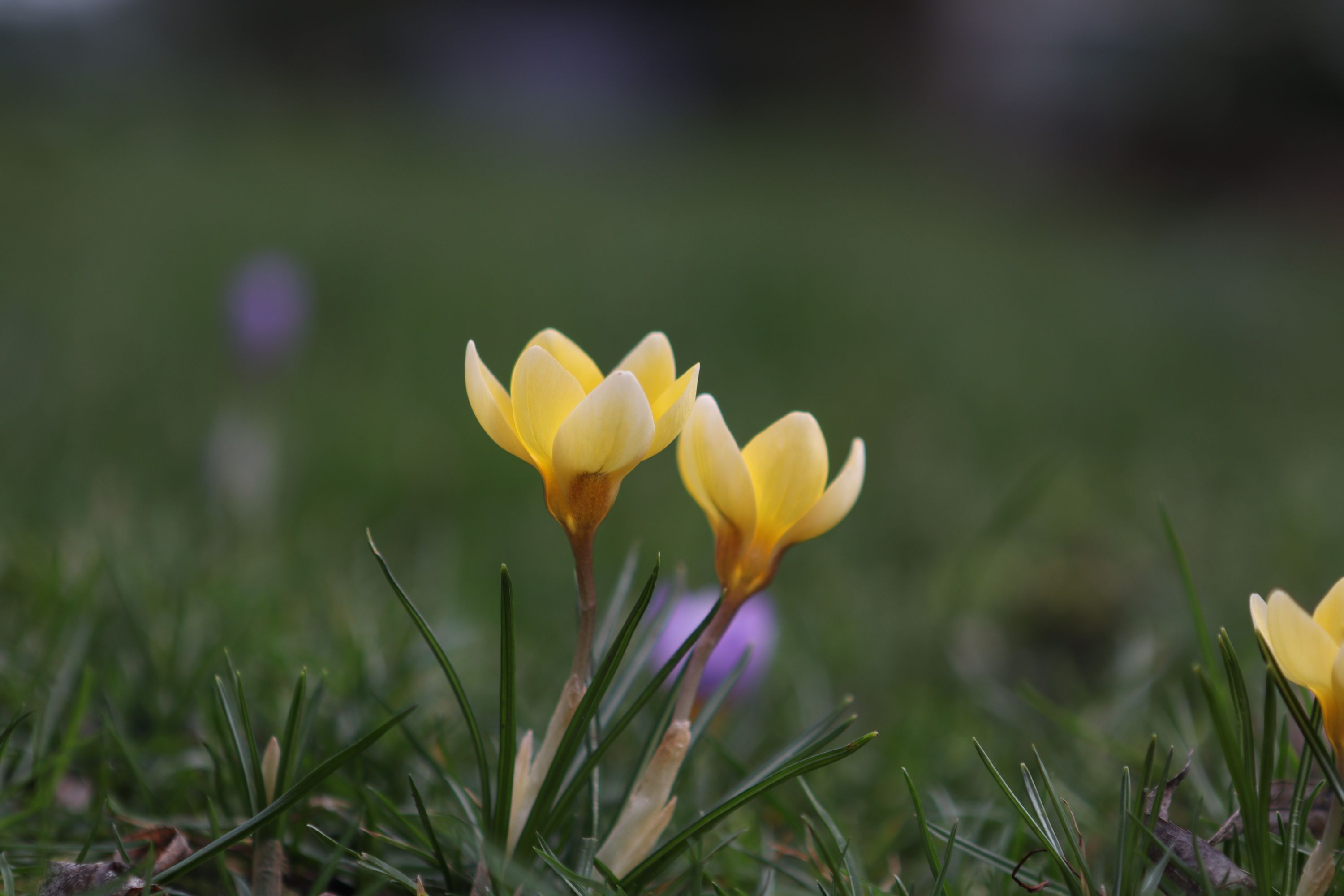 Žluté krokusy