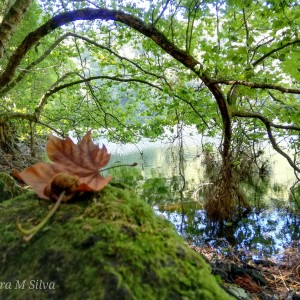 Natureza em estado natural