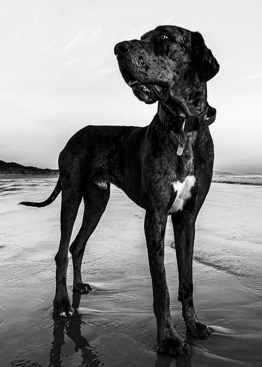 Zeus