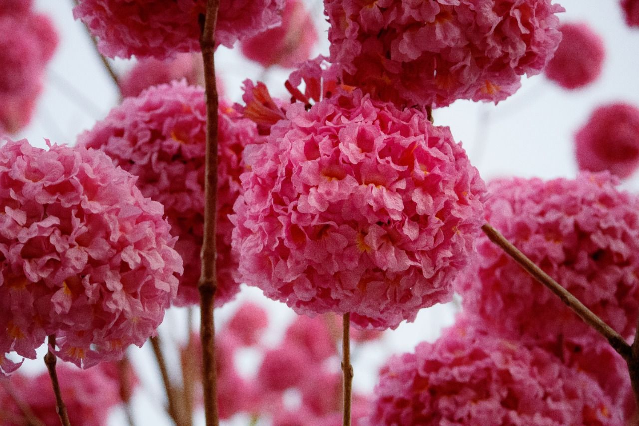 Delicadezas da natureza
