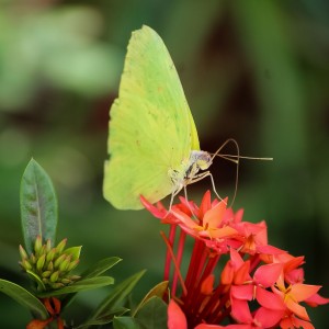 O beijo da borboleta