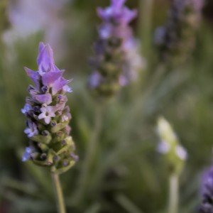 Lavanda