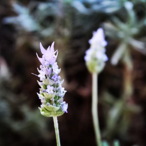 Luz e lavanda