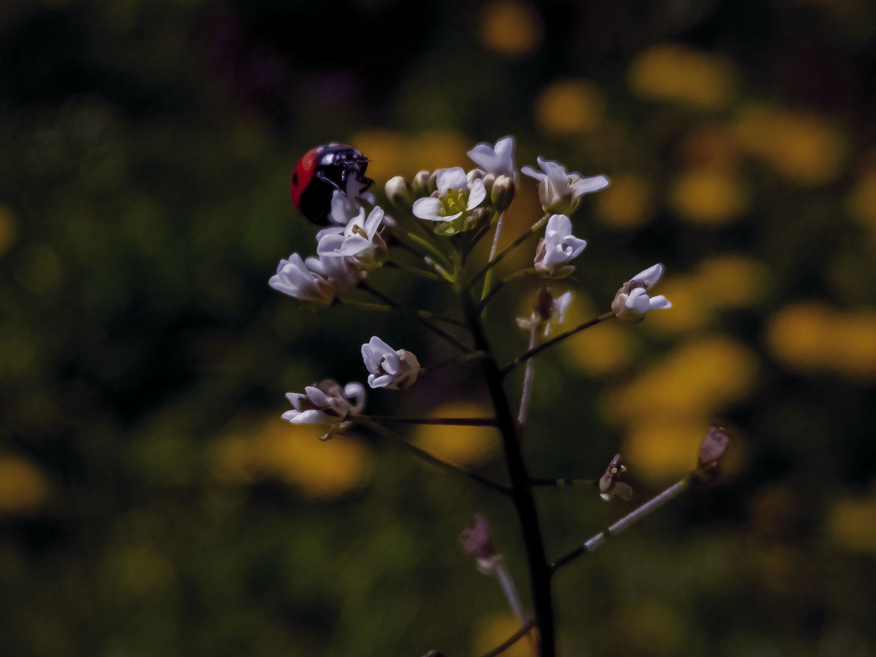 Ladybug