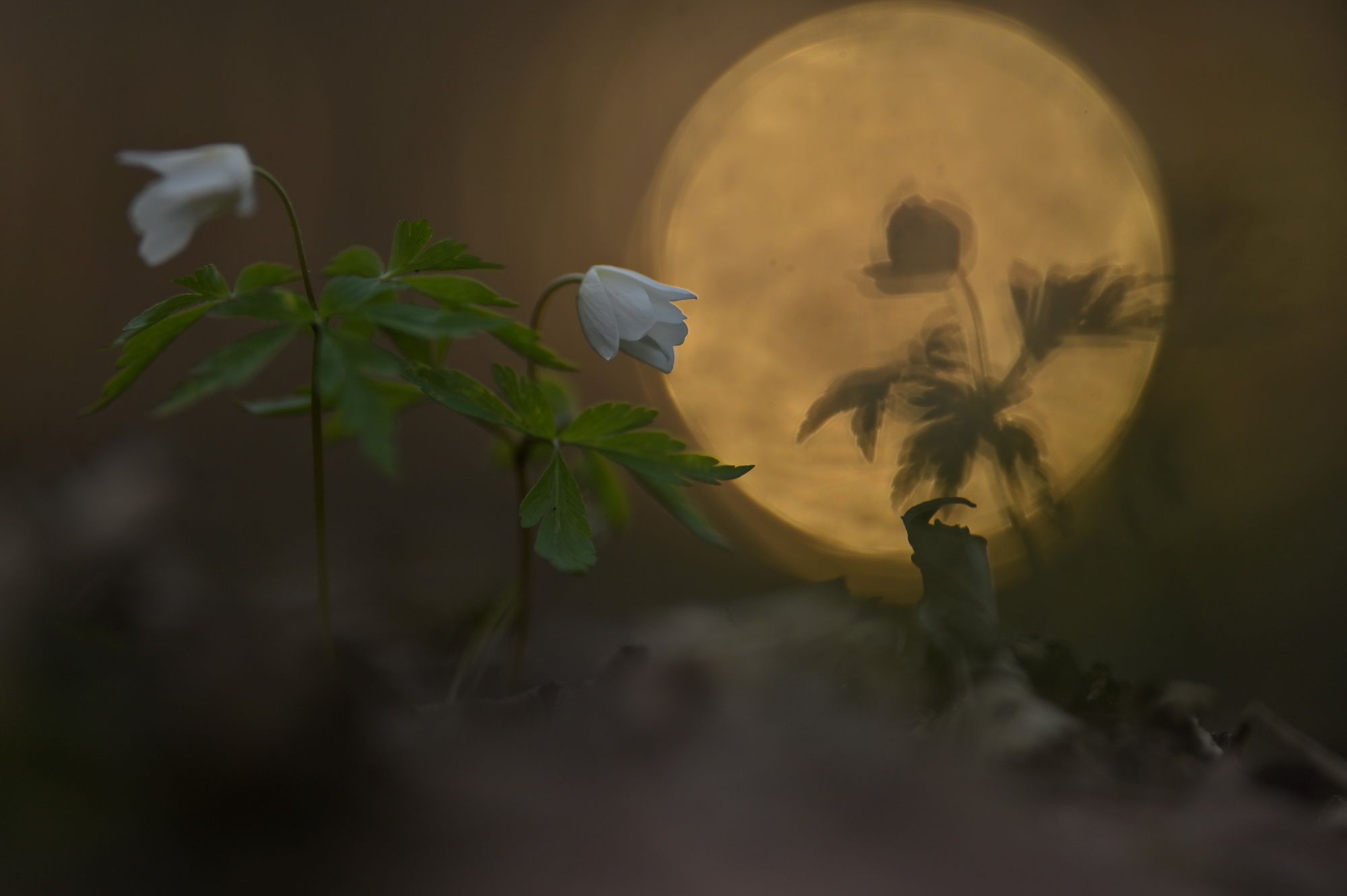Graś_W_06_resize