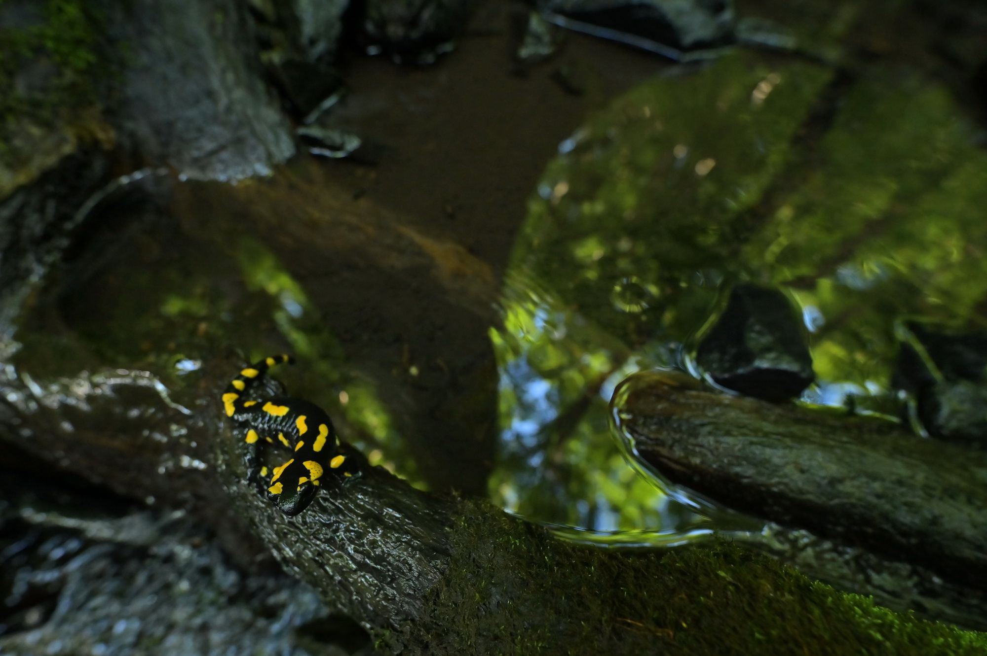 Graś_W_08_resize