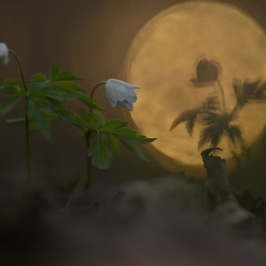 Graś_W_06_resize
