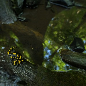 Graś_W_08_resize