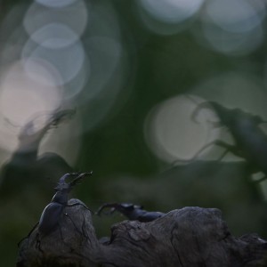 GRAŚ_WALDEMAR_RYKOWISKO_03_resize