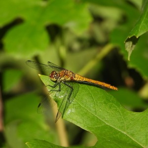 DSCN4193