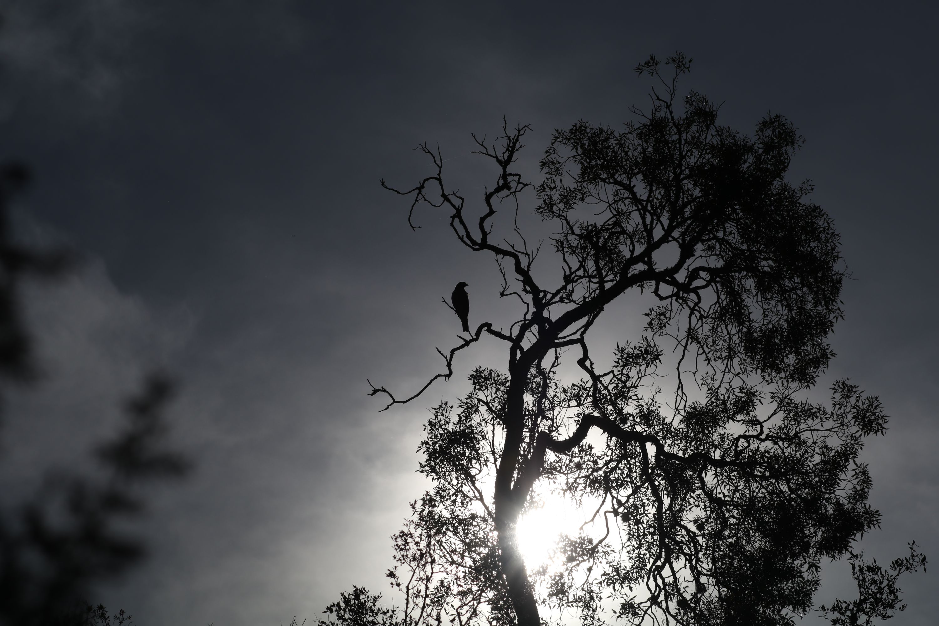 Pajaro en la Higuerita