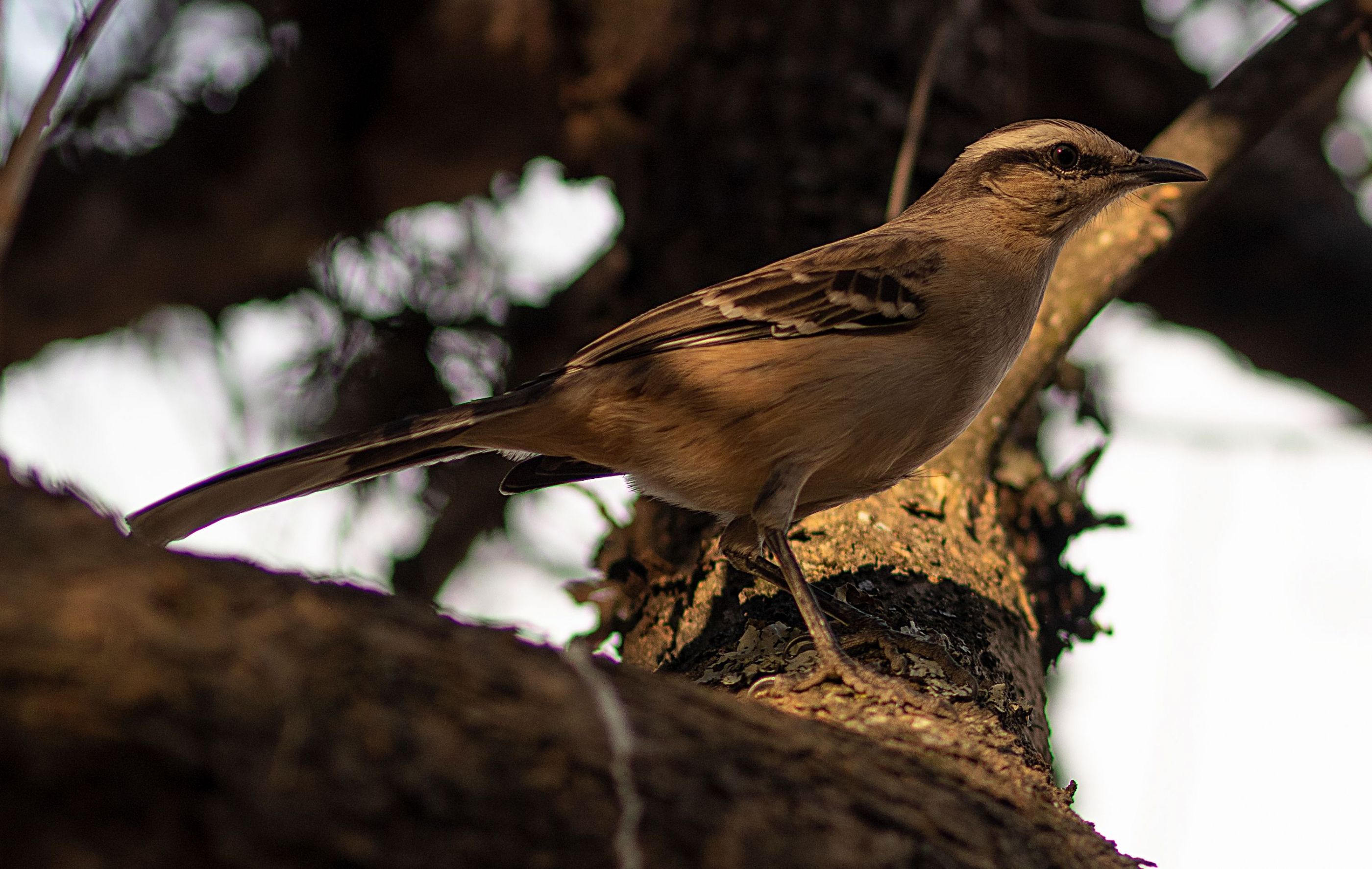 Pajaro en Arbol