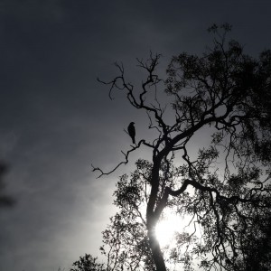 Pajaro en la Higuerita