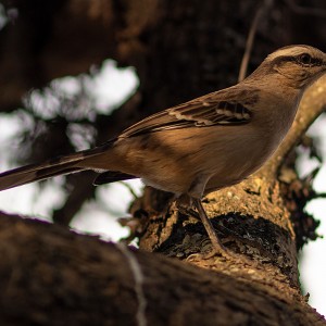 Pajaro en Arbol