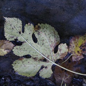 Hoja en el Rio