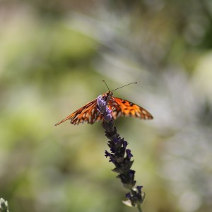 La Mariposa y la Flor