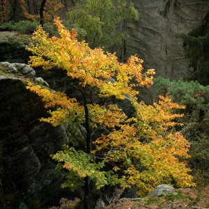 122705327_3436831933036977_5116437054651644777_n