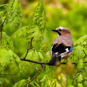 IMG_3410
