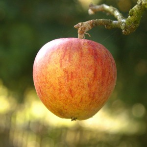 IMG_1003_v1