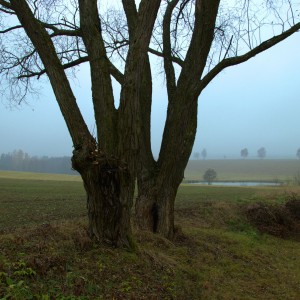 IMG_1287_v1