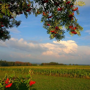 IMG_8347