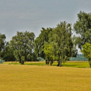 IMG_3001