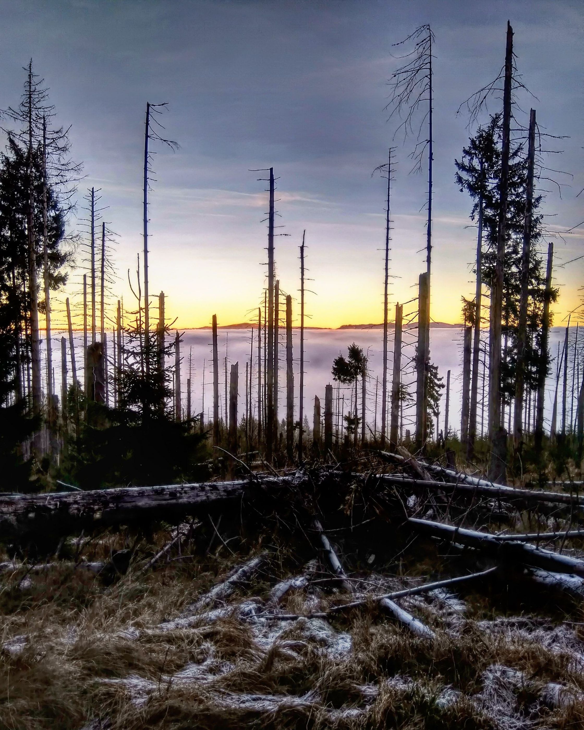 Šumava