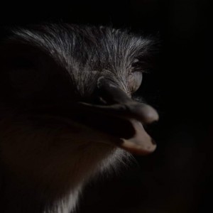 inbound937315623473436969