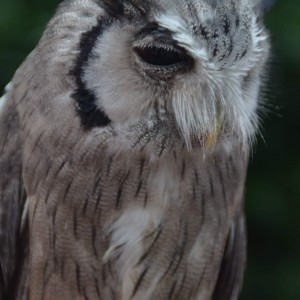 inbound4596047398764549873