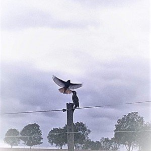 inbound271142528514928993