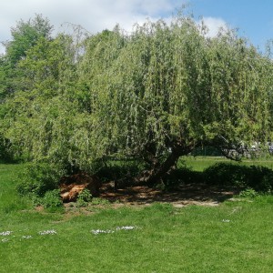 inbound6354590814950467441