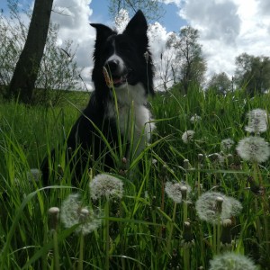 inbound7305503865318238433