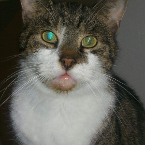 inbound4378498527538673251