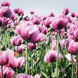 inbound2373478084836541408