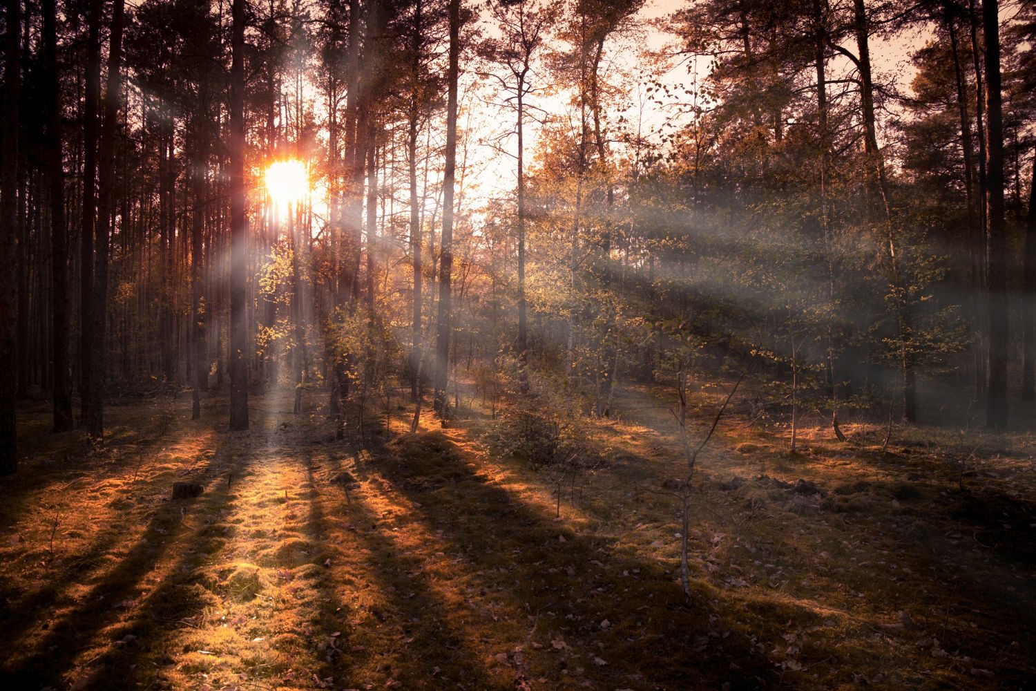 wald-sonnenunterganf