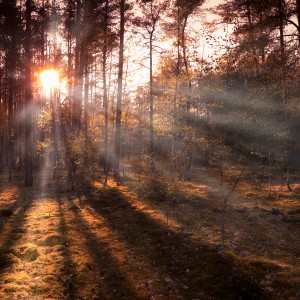 wald-sonnenunterganf