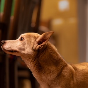 Giraffenhund
