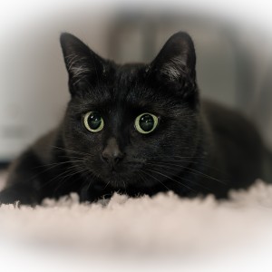 Katze-1