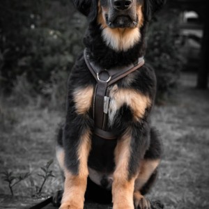 scoob