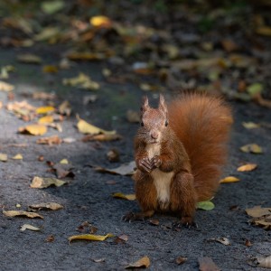 Hörnchen