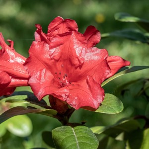 Rhododendron