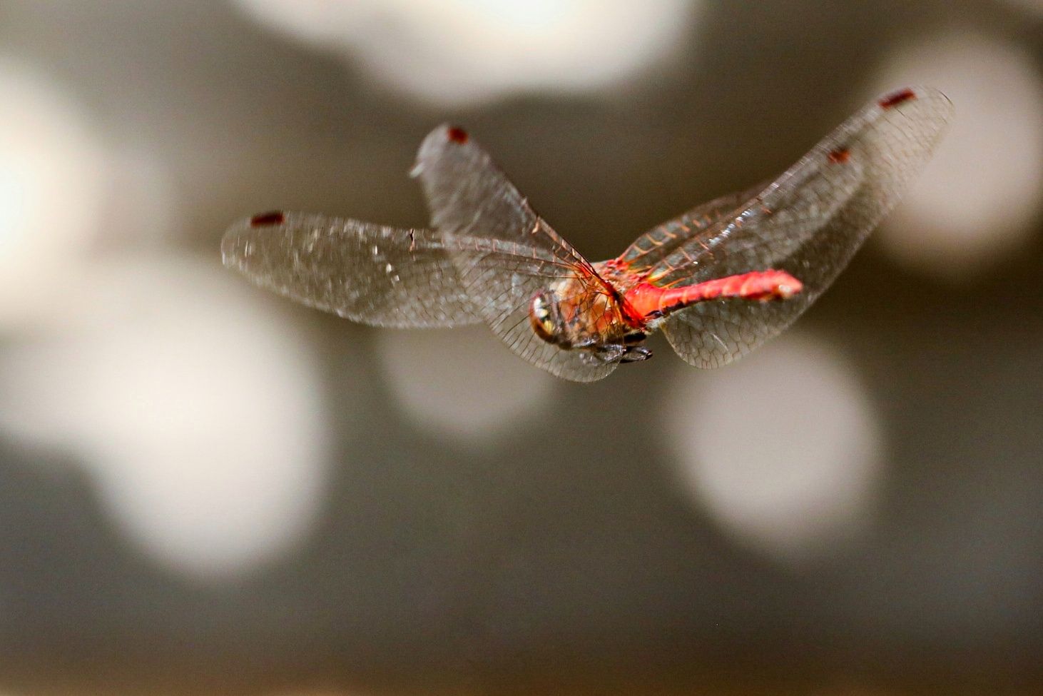 Libelle im Flug