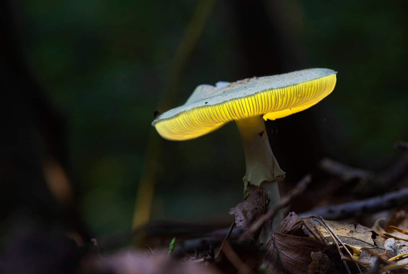 Glowing Mushroom