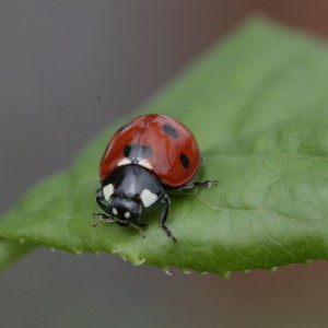 inbound9092213227857709569