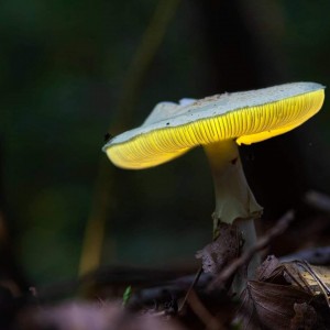 Glowing Mushroom