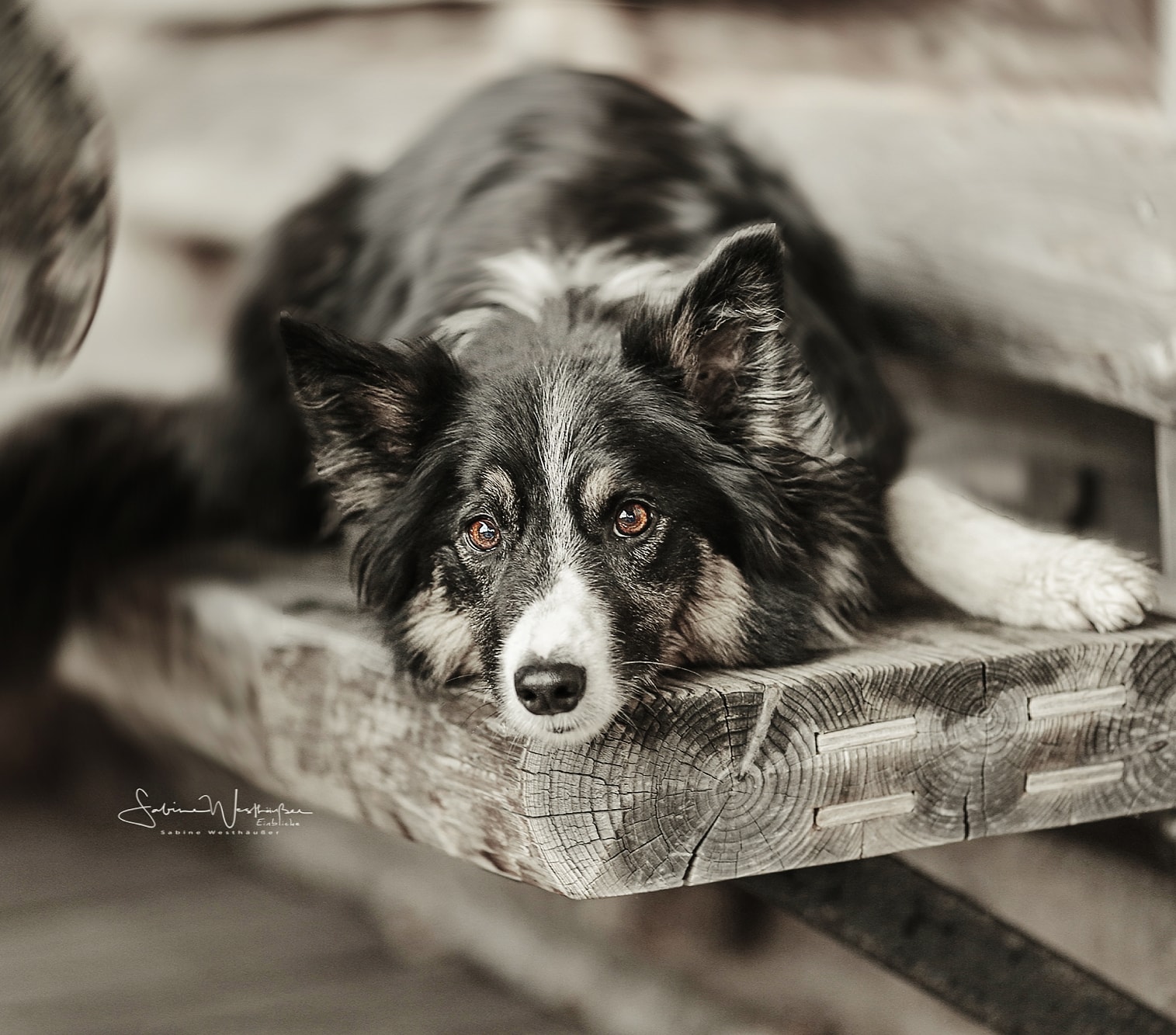 Border Collie Ginn