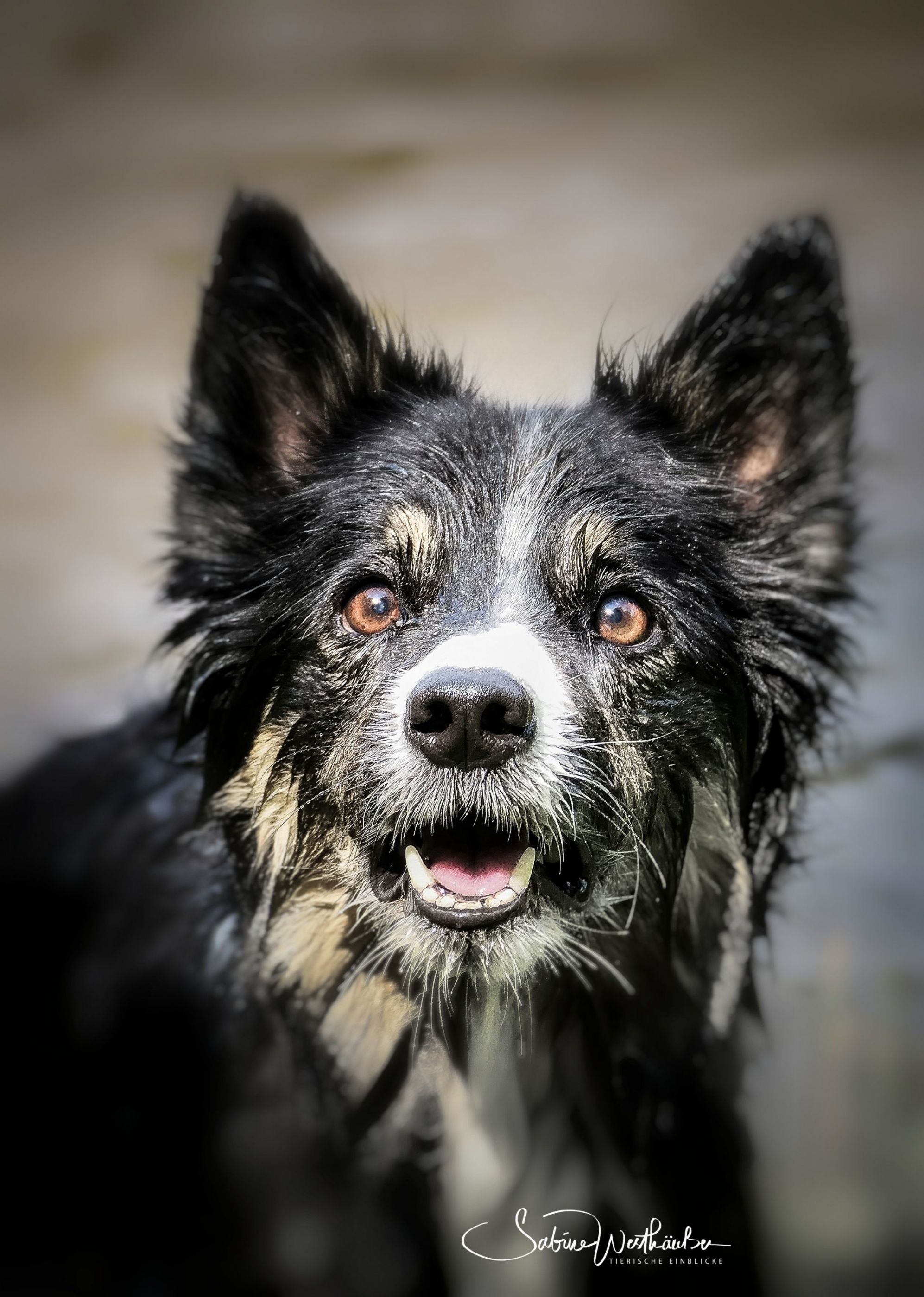 Border Collie Hündin