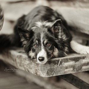 Border Collie Ginn