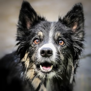 Border Collie Hündin